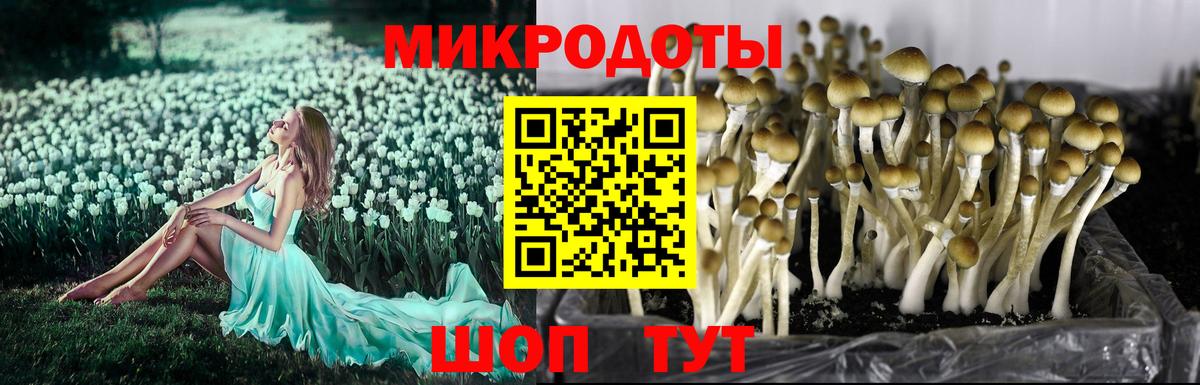 Псилоцибиновые грибы Psilocybine cubensis  Вход с VPN  Анапа 